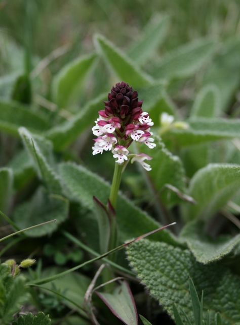 altra orchidea da determinare